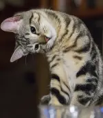 1759395518687.webp 1759395518687.webp