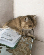 Book Club Cat GIF Book Club Cat GIF