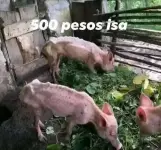 1000029781.webp
