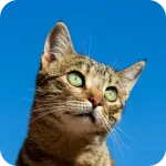 800x800.webp