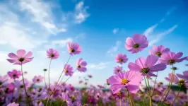 046d31bbd1e64942.webp 046d31bbd1e64942.webp