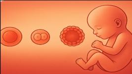 Clinical Embryology: From Concept to Practice