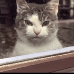 200.gif