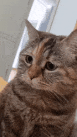 1780127360704.gif