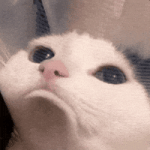 200.gif