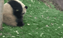 200.gif