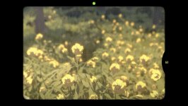4.gif
