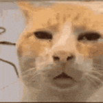 200.gif
