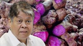 Sen. Kiko calls for budget increase for ube production amid rising demand Sen. Kiko calls for budget increase for ube production amid rising demand