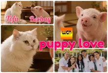 Tofu and Bechay promo advert 2026 for Puppy Love all new Bisaya drama series.webp