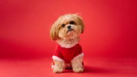shih-tzu-cute-dog-5120x2880.jpg.jpg