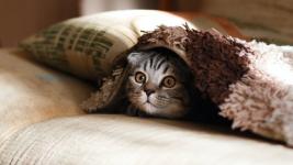 cute-cat-cozy-warm-5042x3151.jpg.jpg