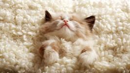 fluffy-cute-kitten-5120x2880.jpg.jpg