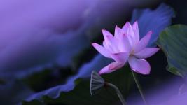 lotus-flower-purple-5120x2880.jpg.jpg