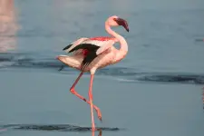 lesser-flamingo-phoeniconaias-minor-namibia.webp