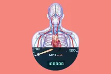 circulatory-system-miles-long-interesting-fact_rd.com-2-getty-images.webp