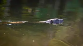 1000008642.webp 1000008642.webp