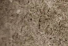 1000088992.webp