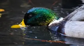 101-need-to-know-facts-duck-eating-eggs.webp 101-need-to-know-facts-duck-eating-eggs.webp