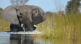101-need-to-know-facts-elephant-swim.webp 101-need-to-know-facts-elephant-swim.webp