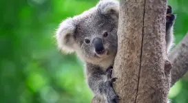 101-need-to-know-facts-koala.webp 101-need-to-know-facts-koala.webp