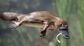 101-need-to-know-facts-platypus.webp 101-need-to-know-facts-platypus.webp