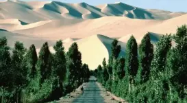 101-need-to-know-facts-sahara-trees.webp