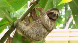 101-need-to-know-facts-sloth-tree.webp