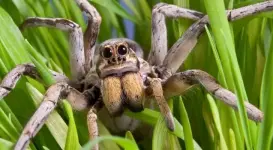 101-need-to-know-facts-spider-legs.webp