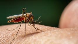 Dengue cases in Cebu City climb over 12% Dengue cases in Cebu City climb over 12%