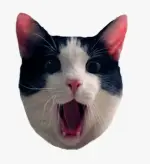 1000009092.webp 1000009092.webp