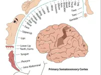 homunculus-909x675.webp homunculus-909x675.webp