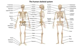 bones-update.webp bones-update.webp