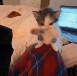 200.gif