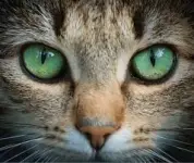 download (1).webp download (1).webp