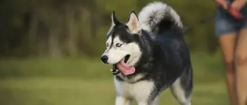 eukanuba-hub-hri-article4-hero.webp