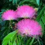 images (29).webp images (29).webp