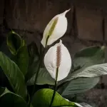 peacelily.webp