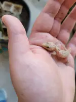 how-to-keep-lizard-from-dropping-its-tail-when-i-catch-it-v0-ie9kyvusfz6b1.webp how-to-keep-lizard-from-dropping-its-tail-when-i-catch-it-v0-ie9kyvusfz6b1.webp