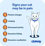 how-to-tell-if-a-cat-is-in-pain-infographic.webp how-to-tell-if-a-cat-is-in-pain-infographic.webp