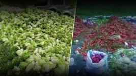 Tone-toneladang carrots at repolyo, itinapon sa Tublay, Benguet dahil sa oversupply Tone-toneladang carrots at repolyo, itinapon sa Tublay, Benguet dahil sa oversupply