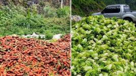Farmers dumped unsold carrots and cabbage due to oversupply Farmers dumped unsold carrots and cabbage due to oversupply