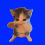 Cat GIF