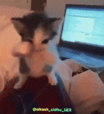 Dance Cat GIF