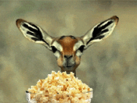 giphy.gif giphy.gif