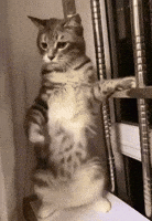200.gif