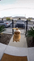 200.gif