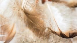 The Light Within: A Path to 5D Consciousness