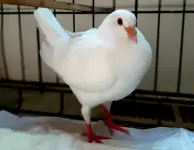 1788239806040.webp