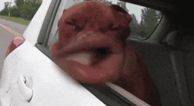 Funny Face Dog GIF Funny Face Dog GIF